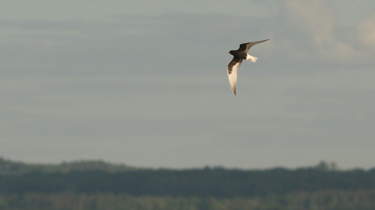 White-winged Tern - ML619120703