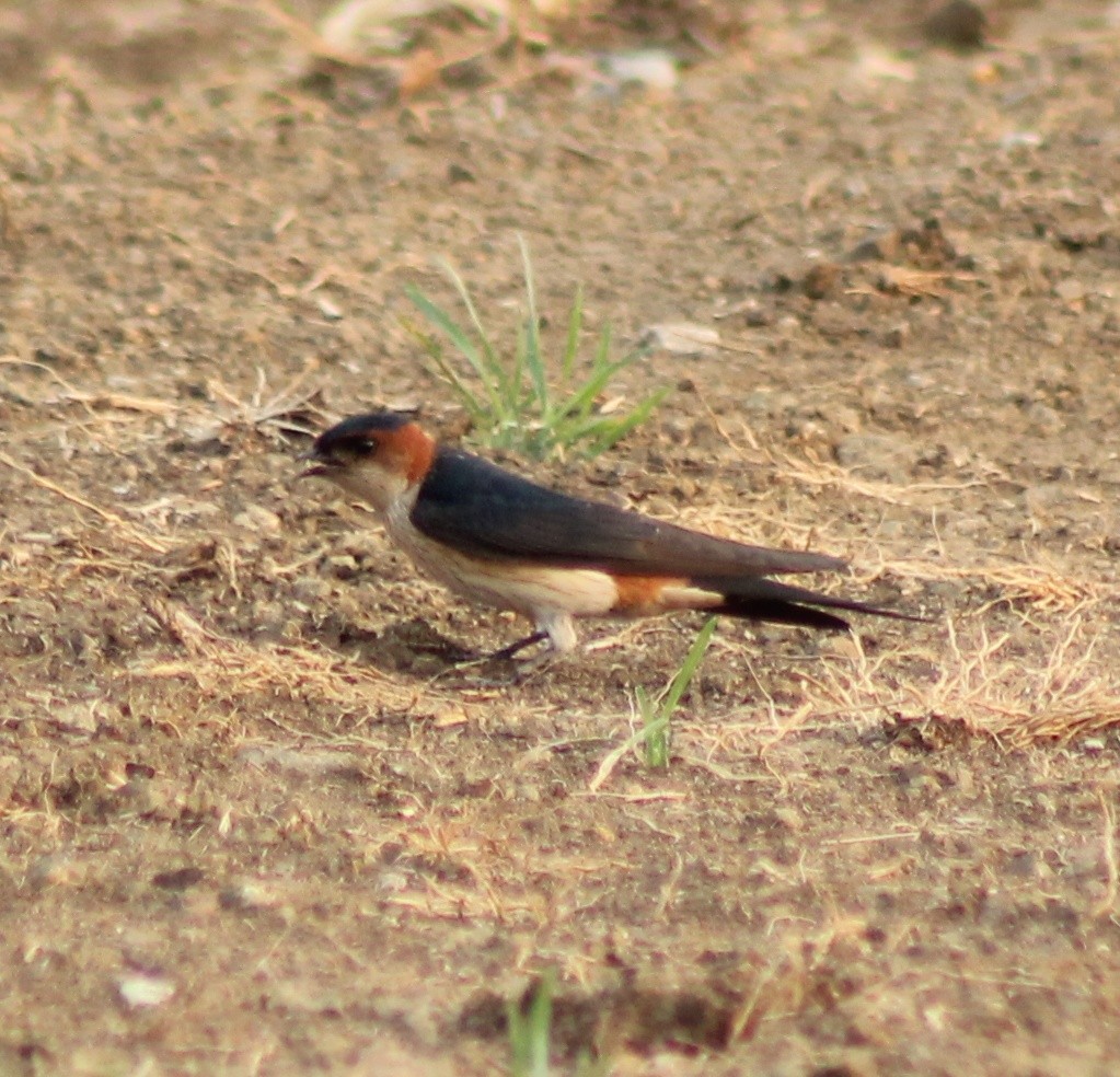 Red-rumped Swallow - ML619120705