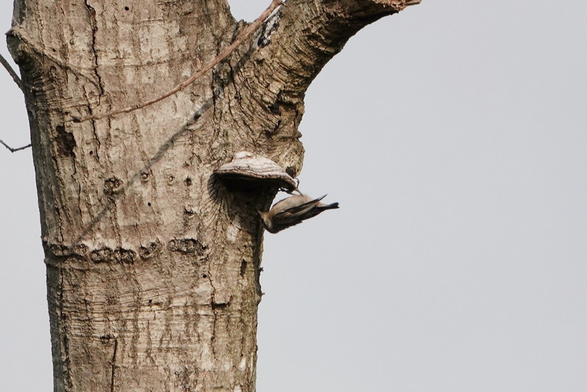 Brown-headed Nuthatch - ML619120719