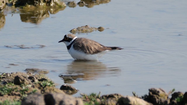 Little Ringed Plover (curonicus) - ML619120813