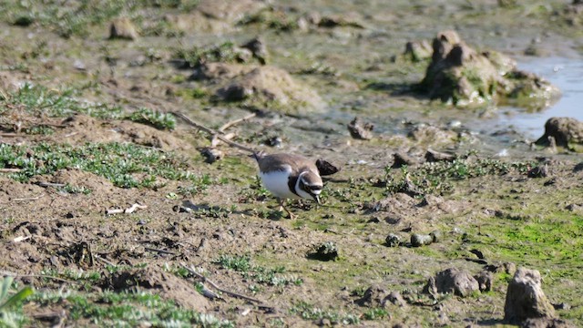 Little Ringed Plover (curonicus) - ML619120815