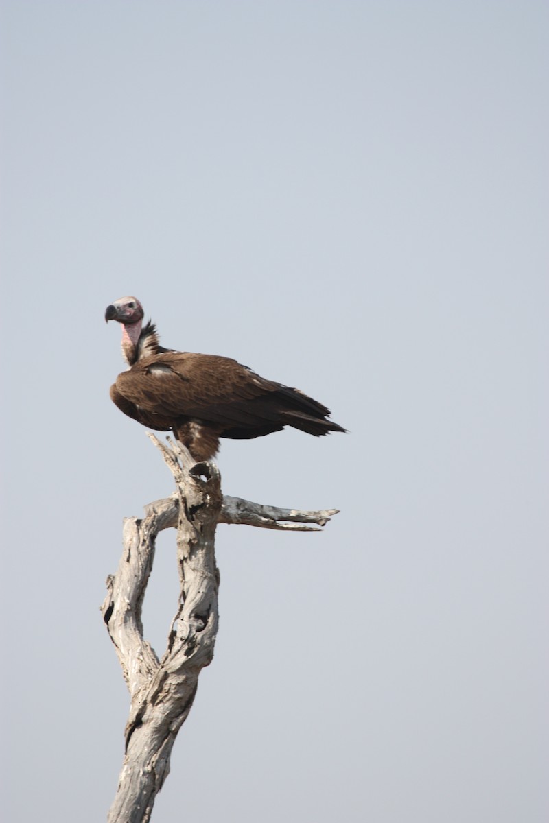 Lappet-faced Vulture - ML619120886