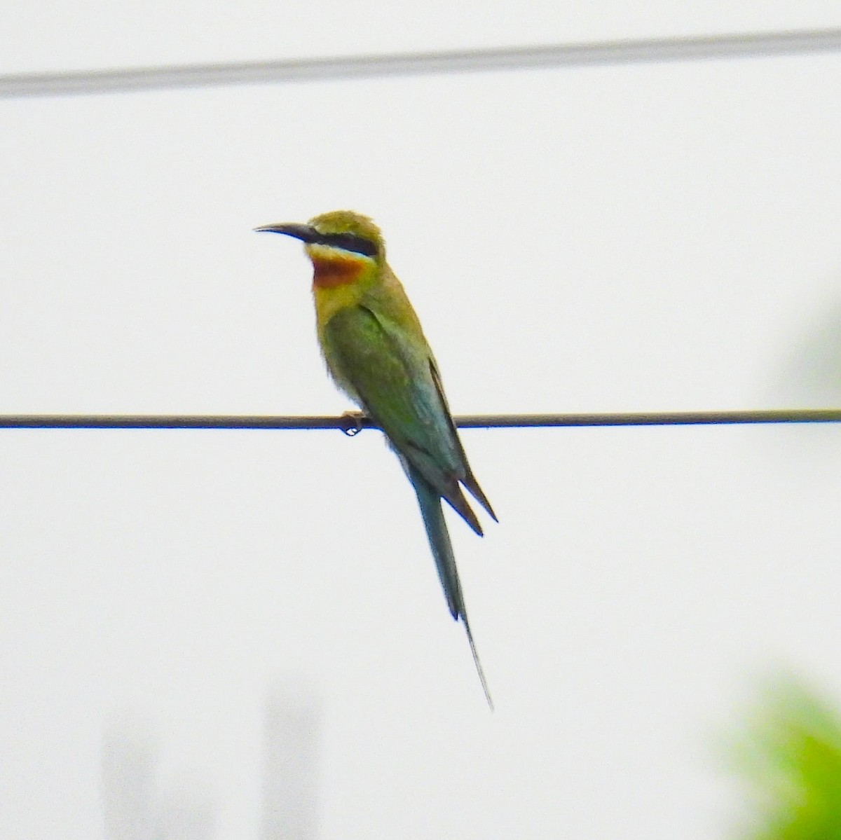 Blue-tailed Bee-eater - ML619120900