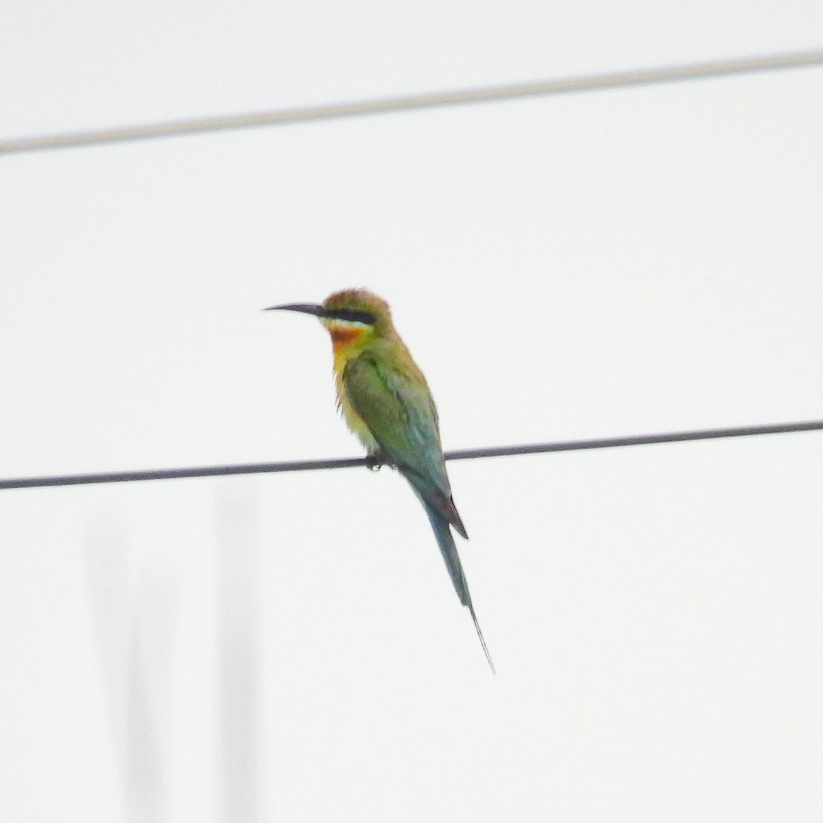 Blue-tailed Bee-eater - ML619120904