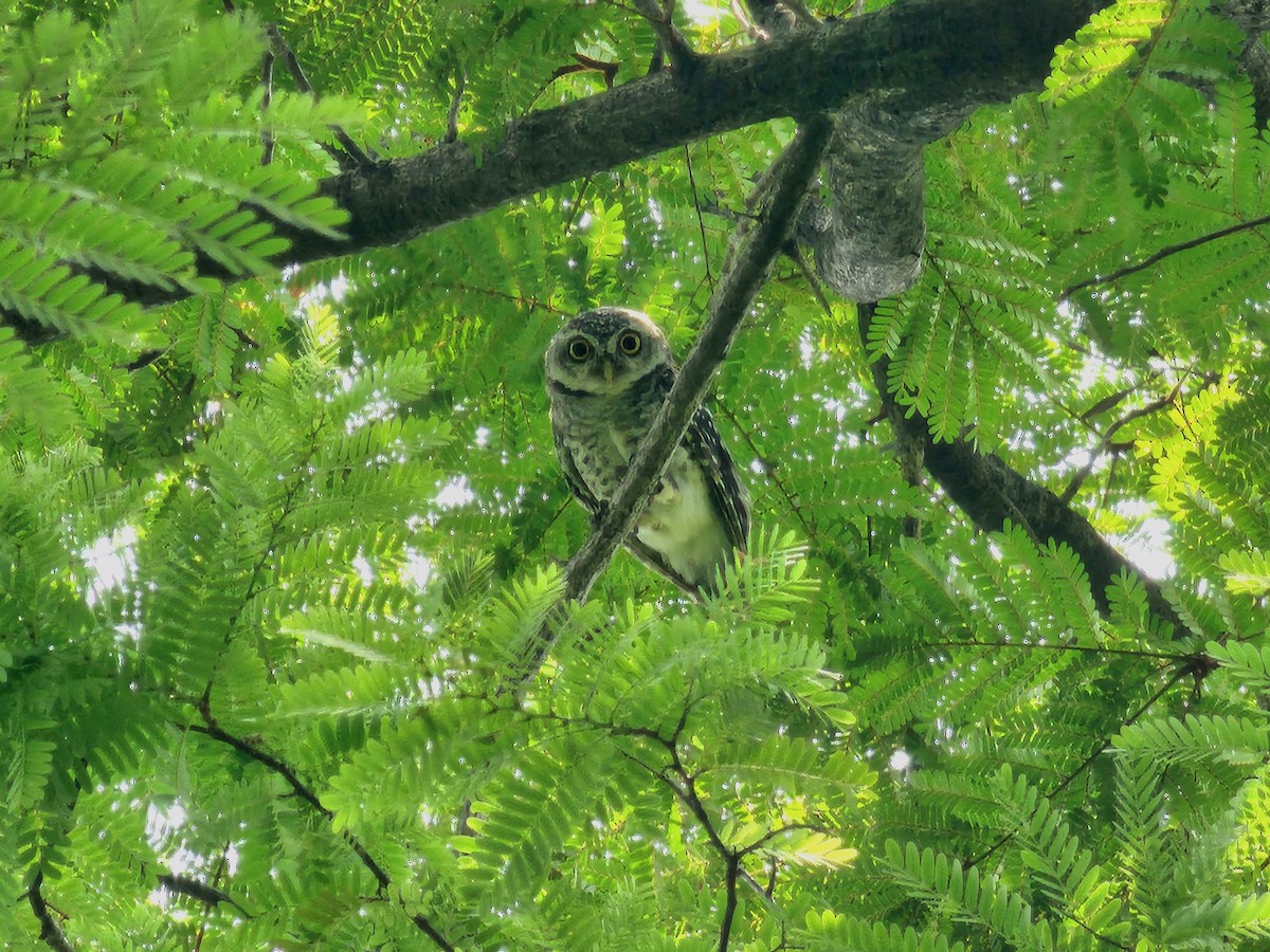 Spotted Owlet - ML619120988