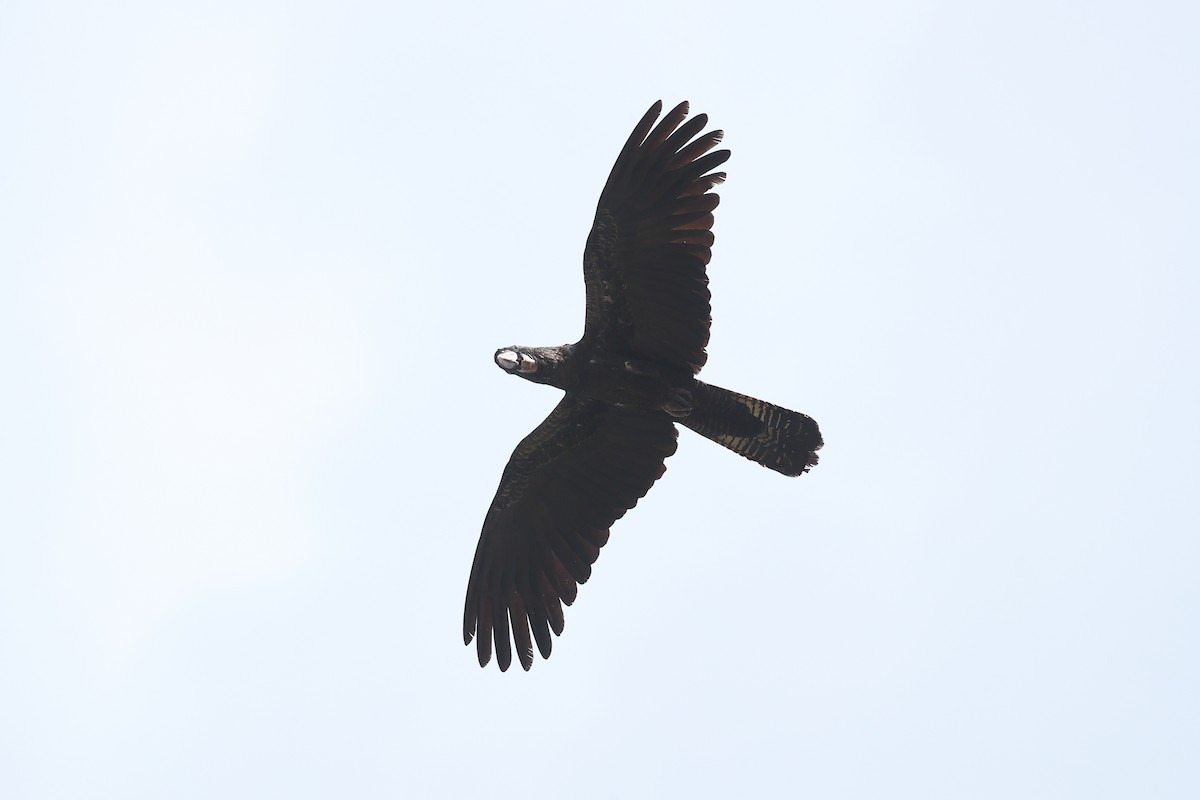 Red-tailed Black-Cockatoo - ML619121004