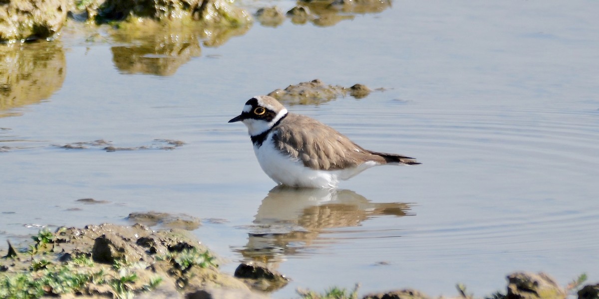 Little Ringed Plover (curonicus) - ML619121036