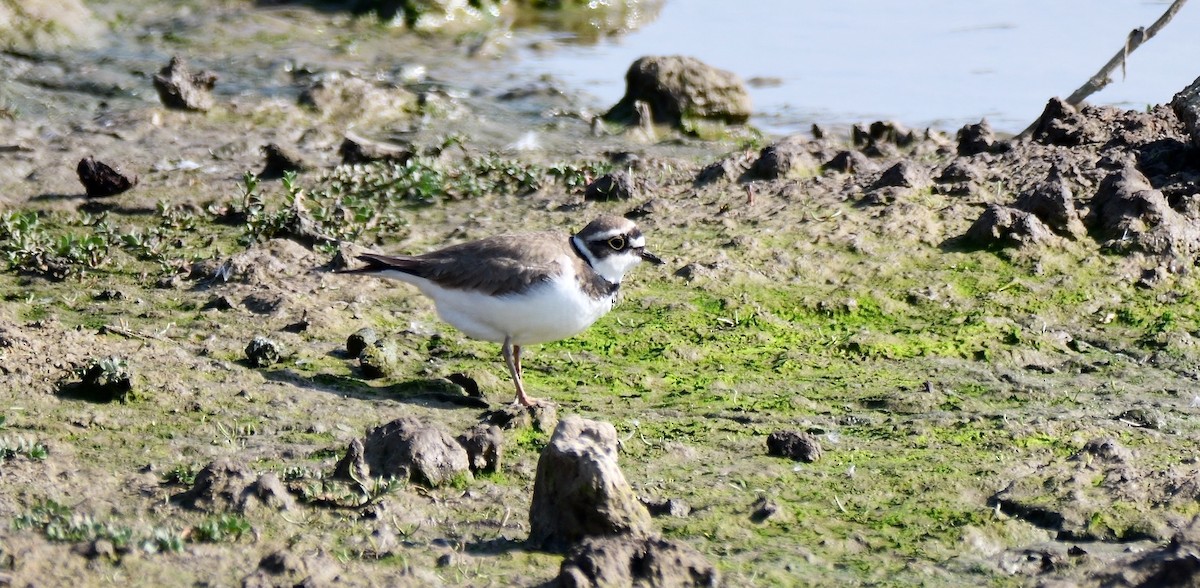 Little Ringed Plover (curonicus) - ML619121037