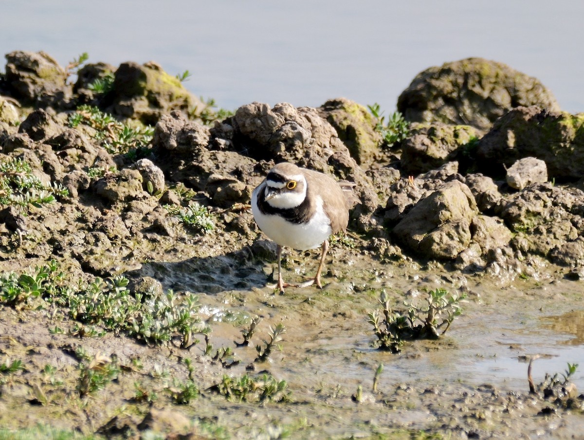 Little Ringed Plover (curonicus) - ML619121038