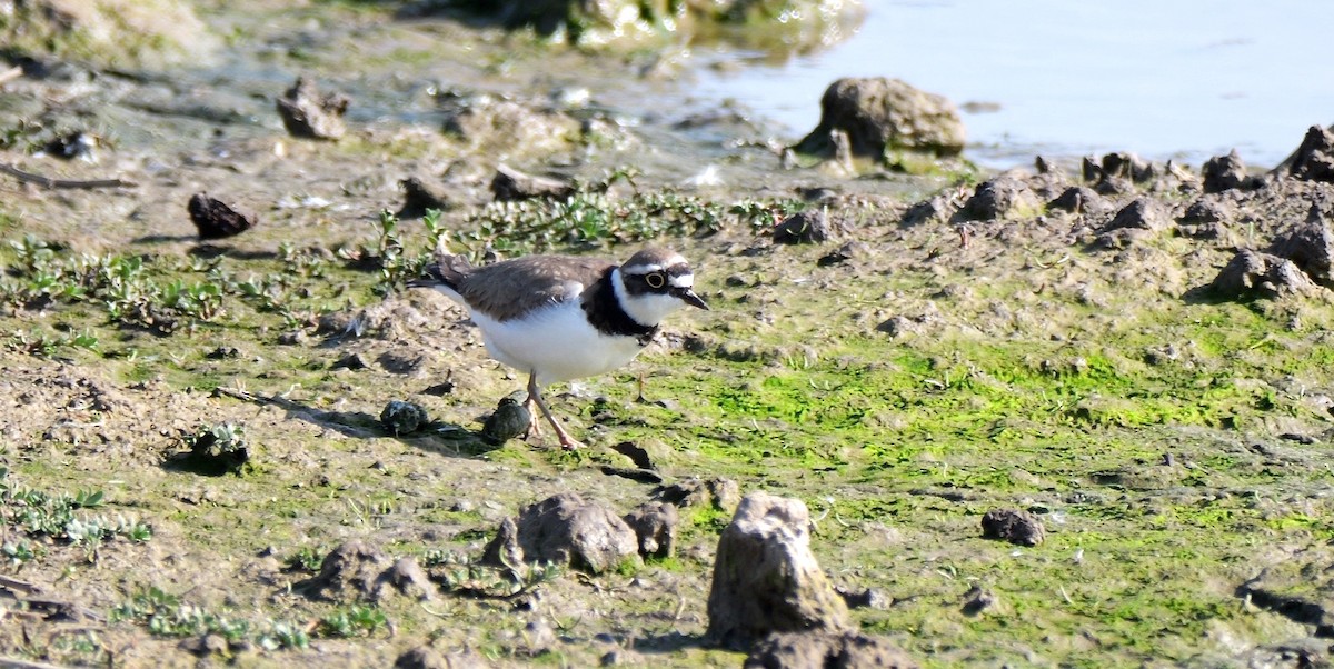 Little Ringed Plover (curonicus) - ML619121039