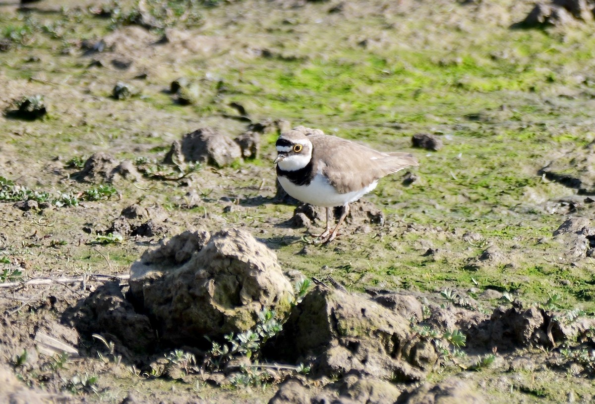 Little Ringed Plover (curonicus) - ML619121040