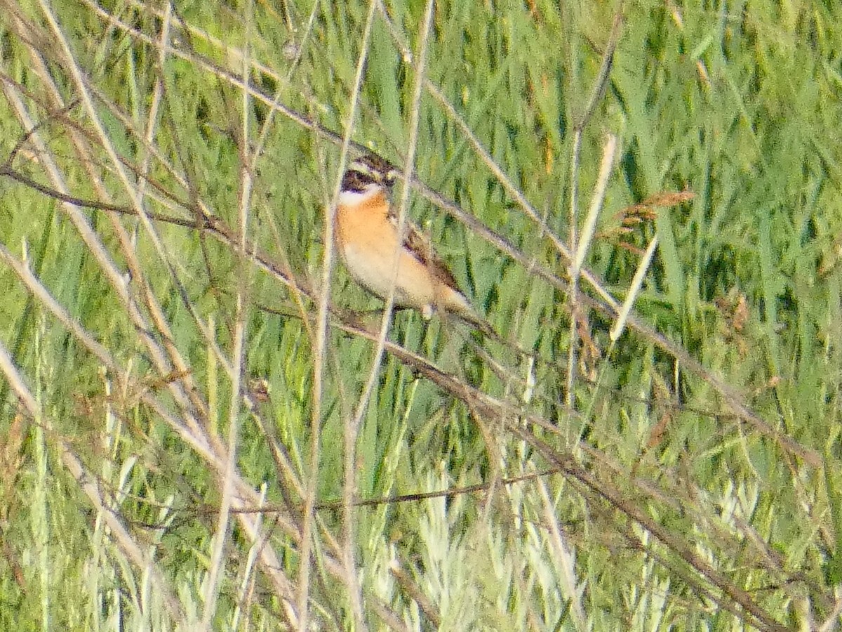 Whinchat - ML619121046