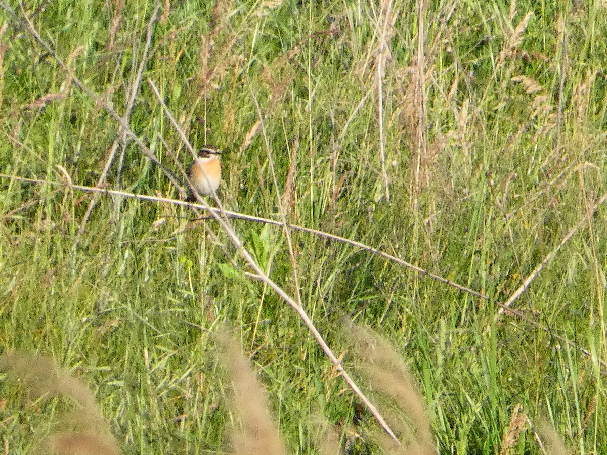 Whinchat - ML619121047