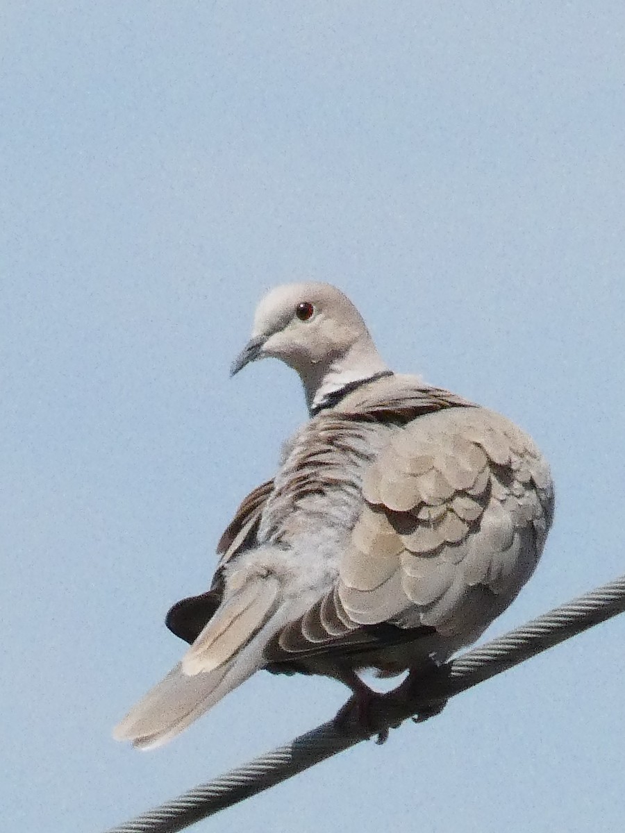 Eurasian Collared-Dove - ML619121061