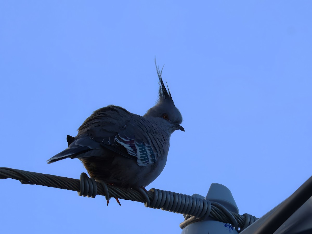 Crested Pigeon - ML619121091