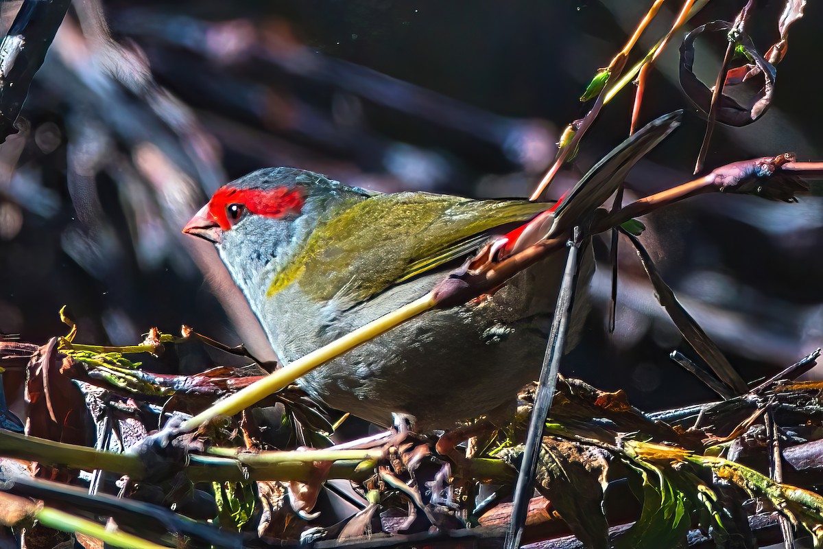 Red-browed Firetail - ML619121092
