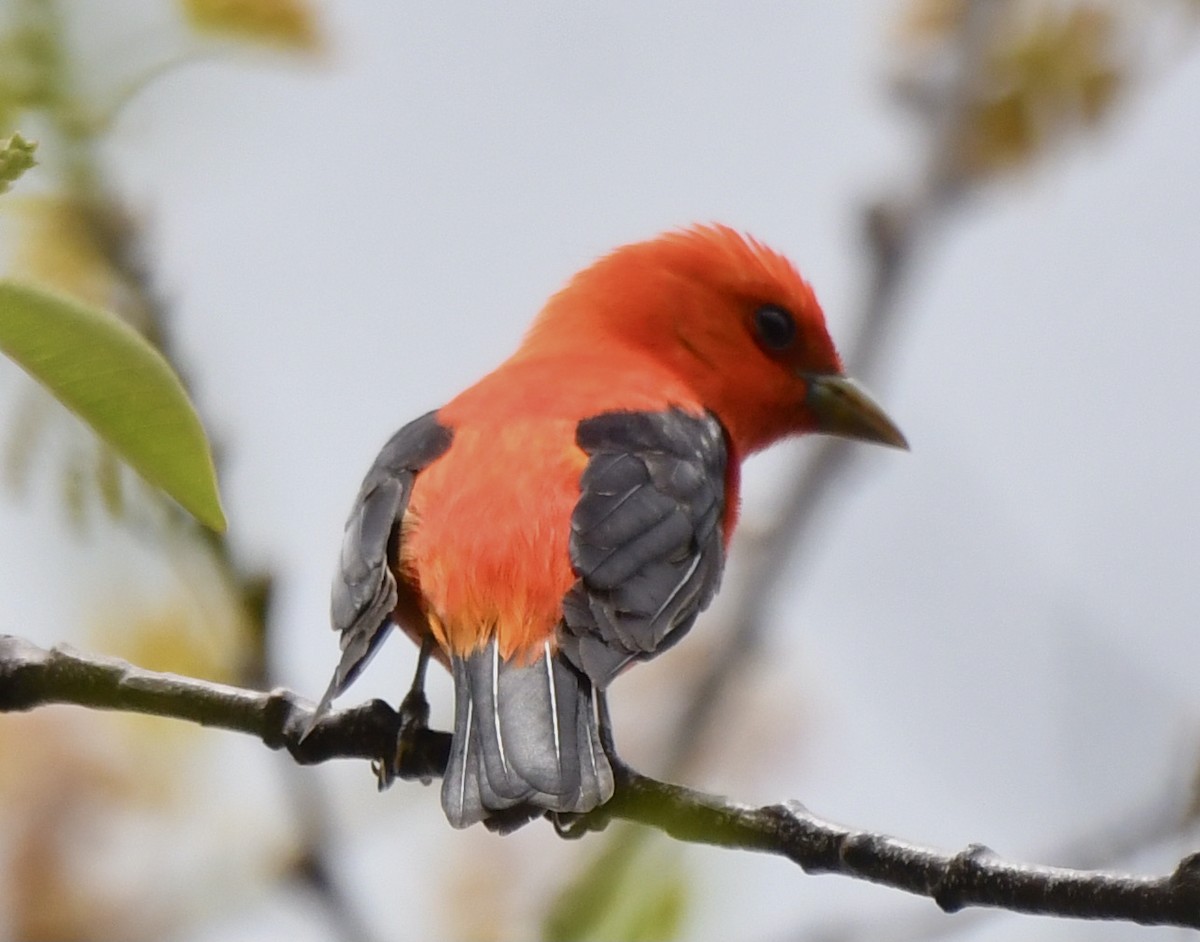 Scarlet Tanager - ML619121097