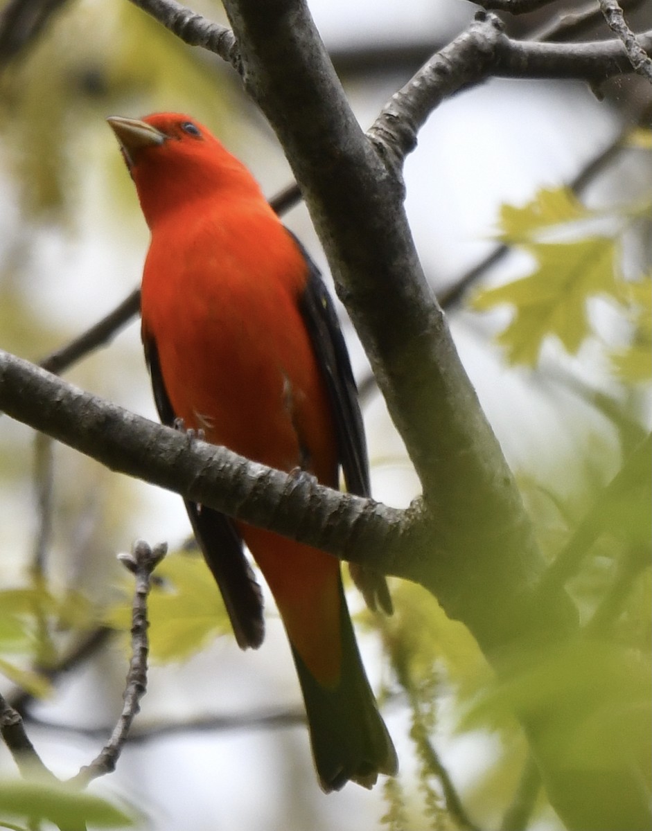 Scarlet Tanager - ML619121099