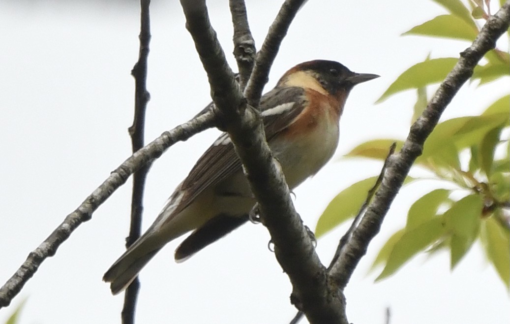 Bay-breasted Warbler - ML619121115
