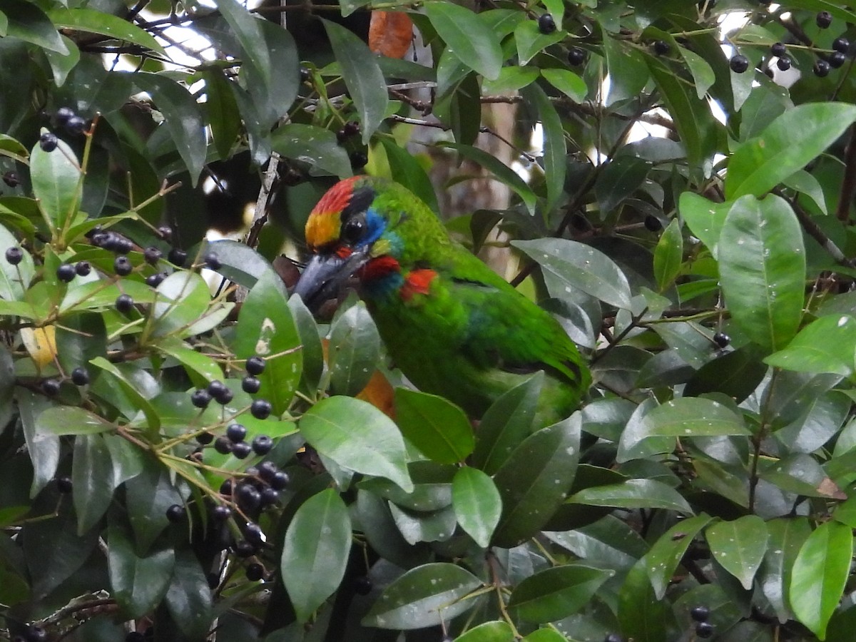 Red-throated Barbet - ML619121139
