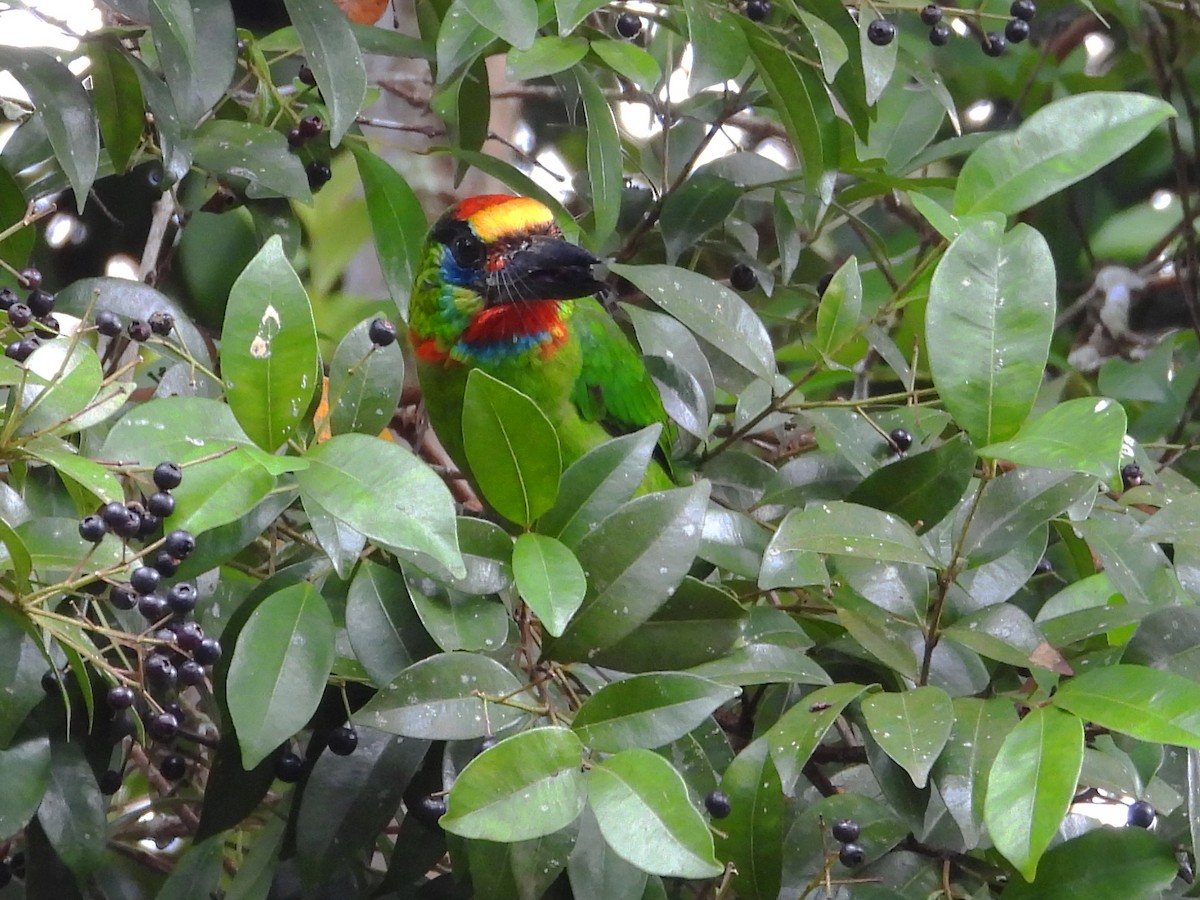 Red-throated Barbet - ML619121140