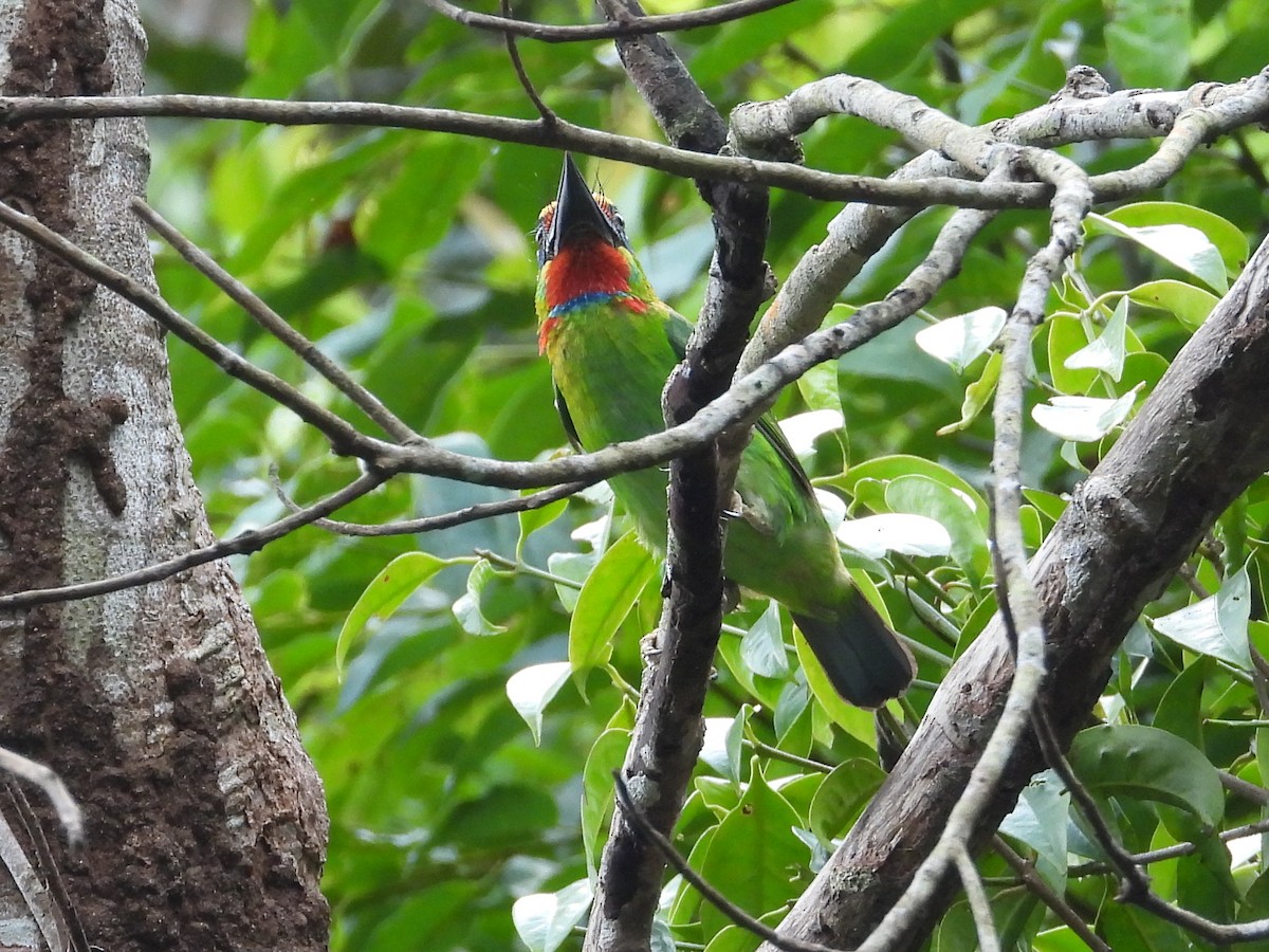 Red-throated Barbet - ML619121141