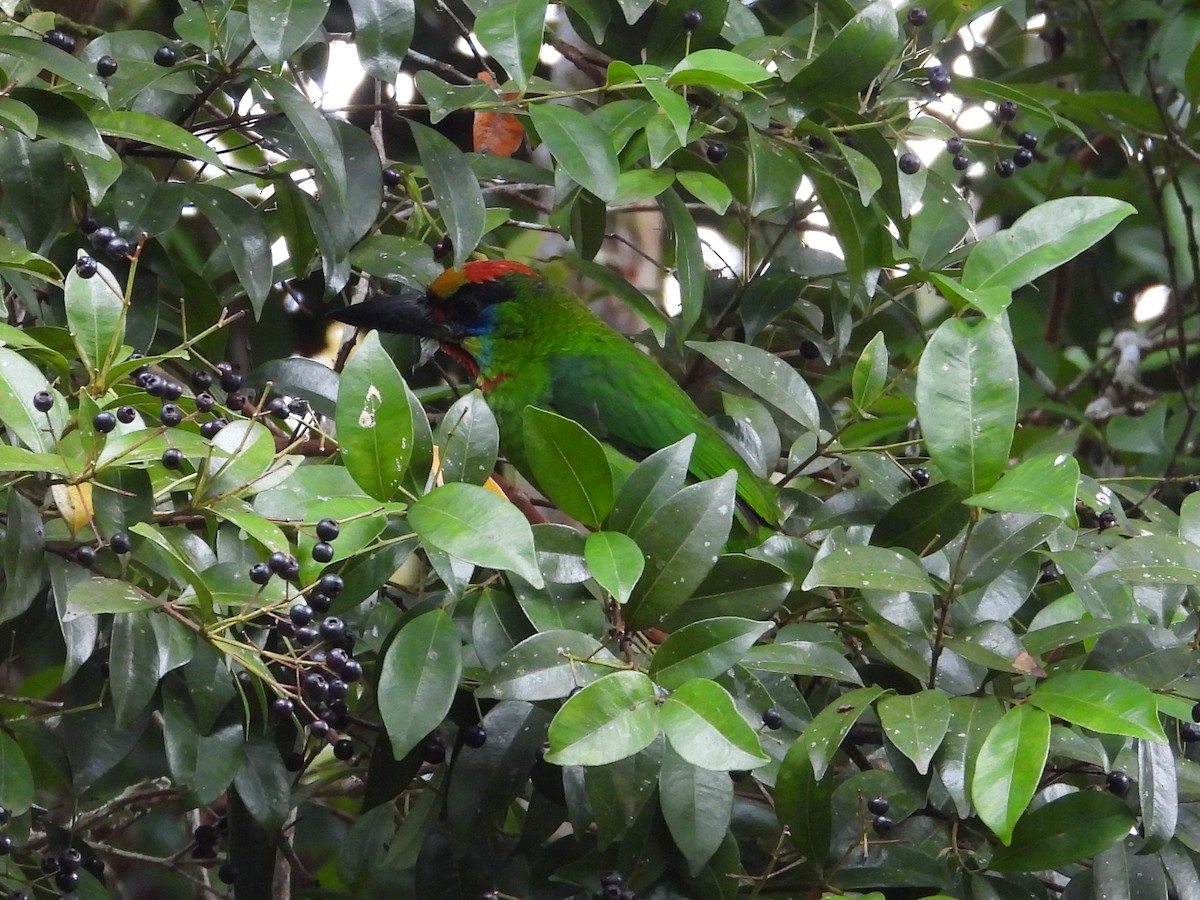 Red-throated Barbet - ML619121142