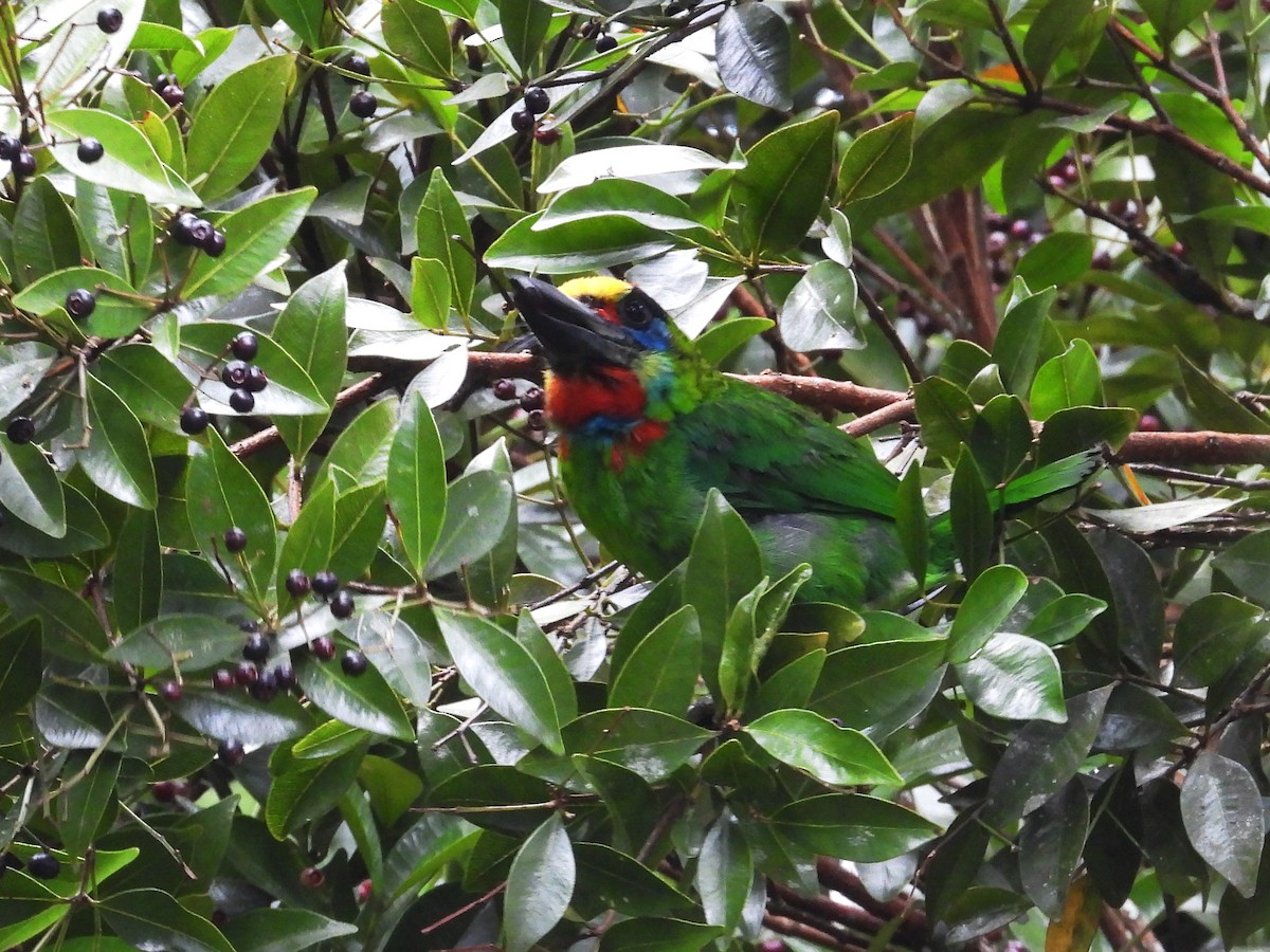 Red-throated Barbet - ML619121143