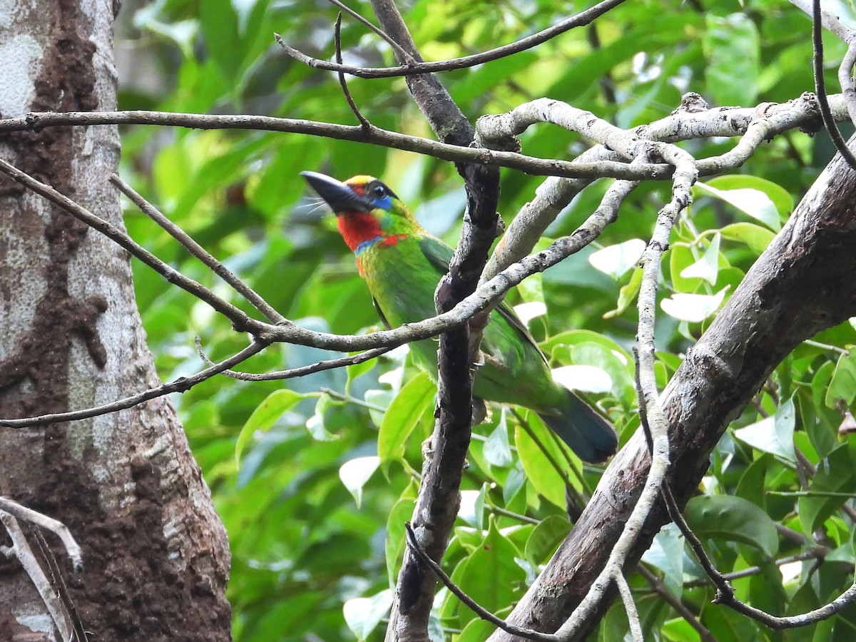 Red-throated Barbet - ML619121144