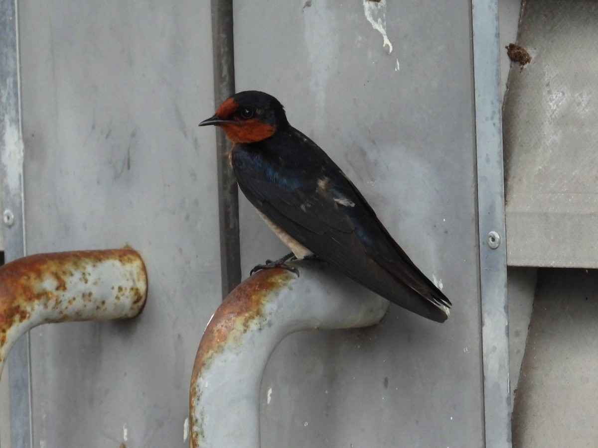 Pacific Swallow - ML619121160