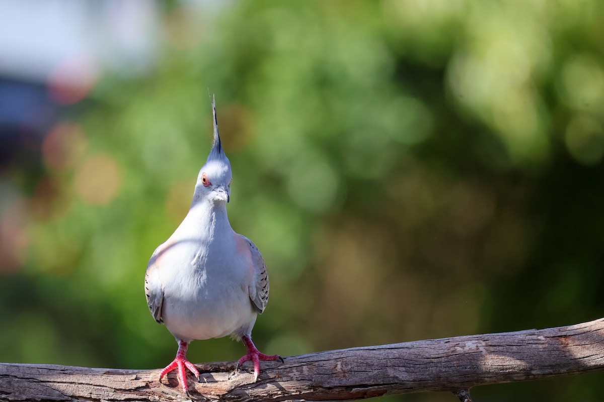 Crested Pigeon - ML619121189