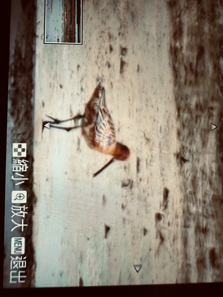 Asian Dowitcher - ML619121256