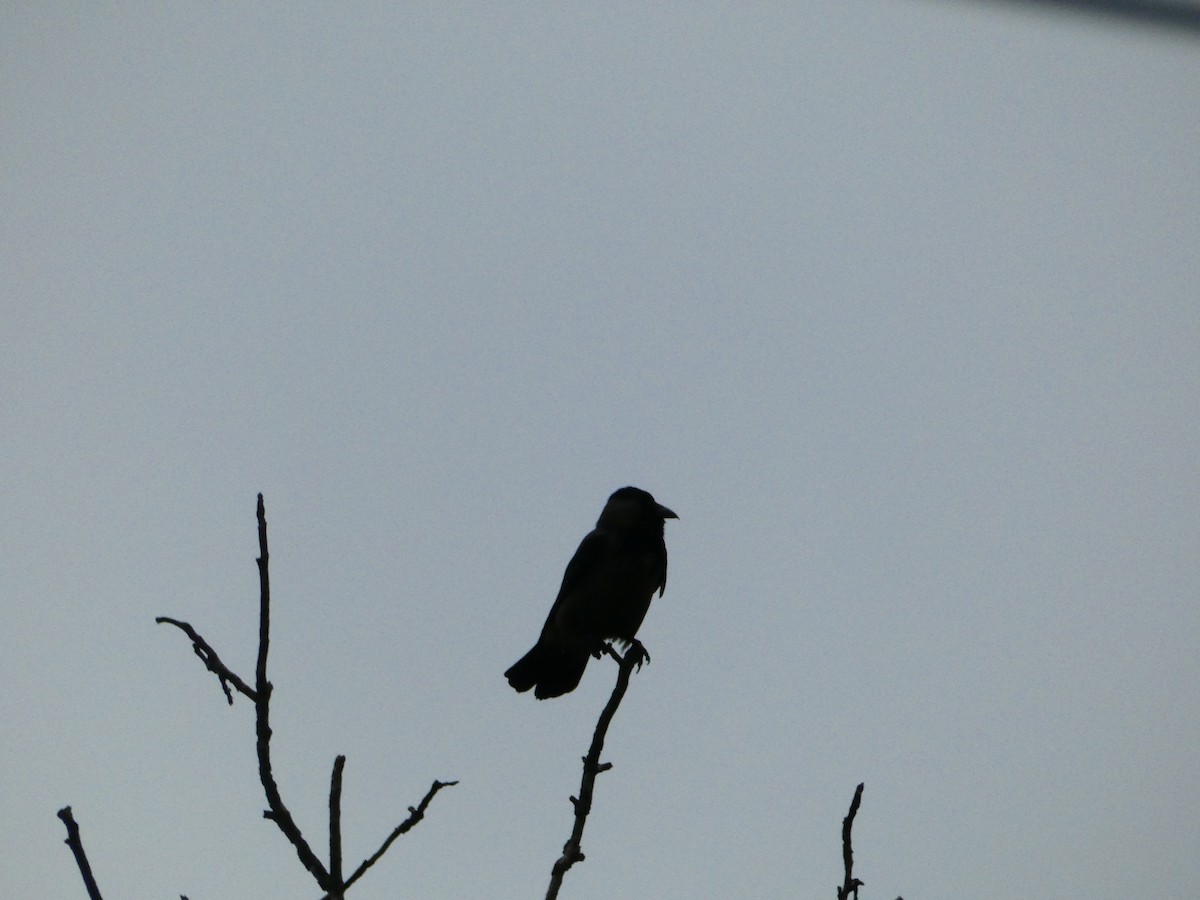 Hooded Crow - ML619121271