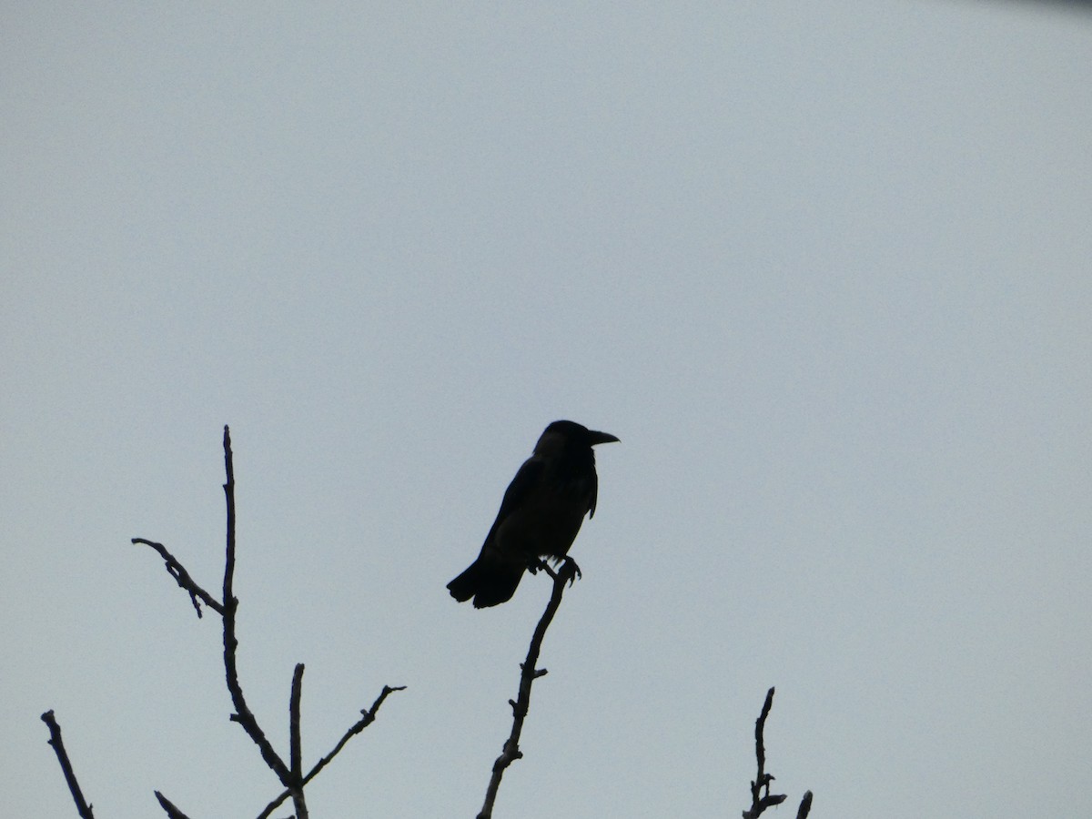 Hooded Crow - ML619121272