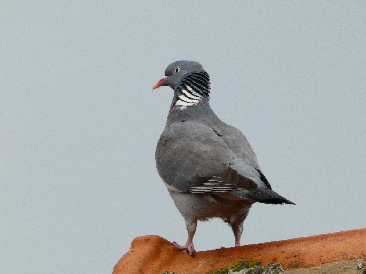 Common Wood-Pigeon - ML619121273