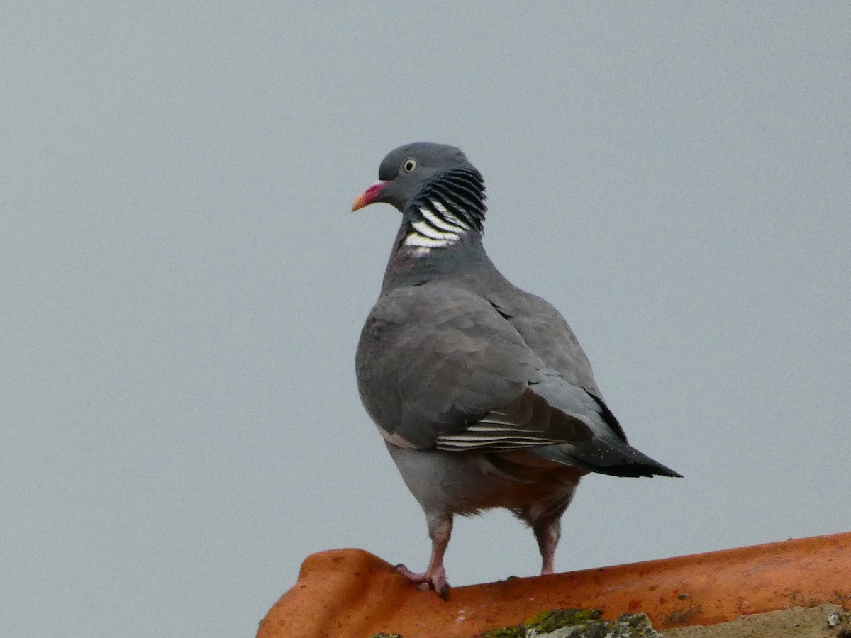 Common Wood-Pigeon - ML619121274