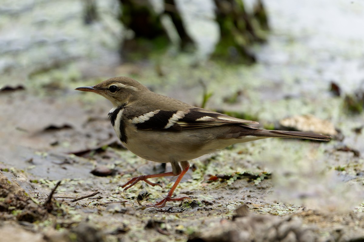 Forest Wagtail - ML619121333