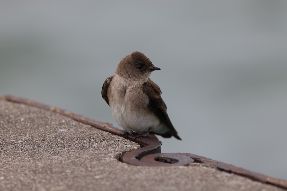 Northern Rough-winged Swallow - ML619121335