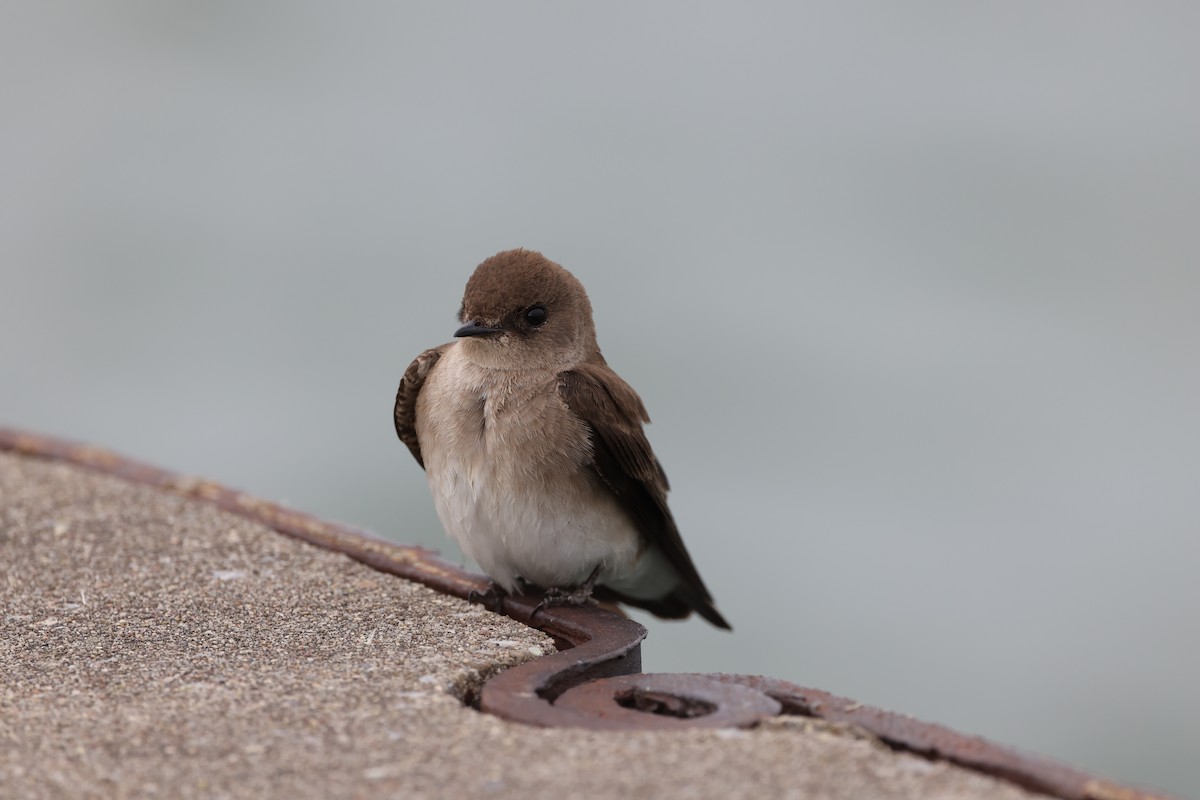 Northern Rough-winged Swallow - ML619121341