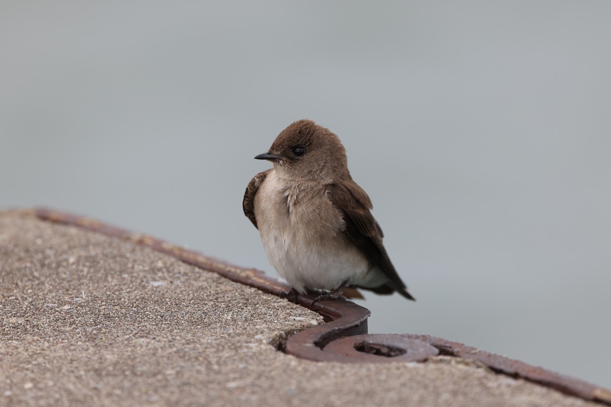 Northern Rough-winged Swallow - ML619121345