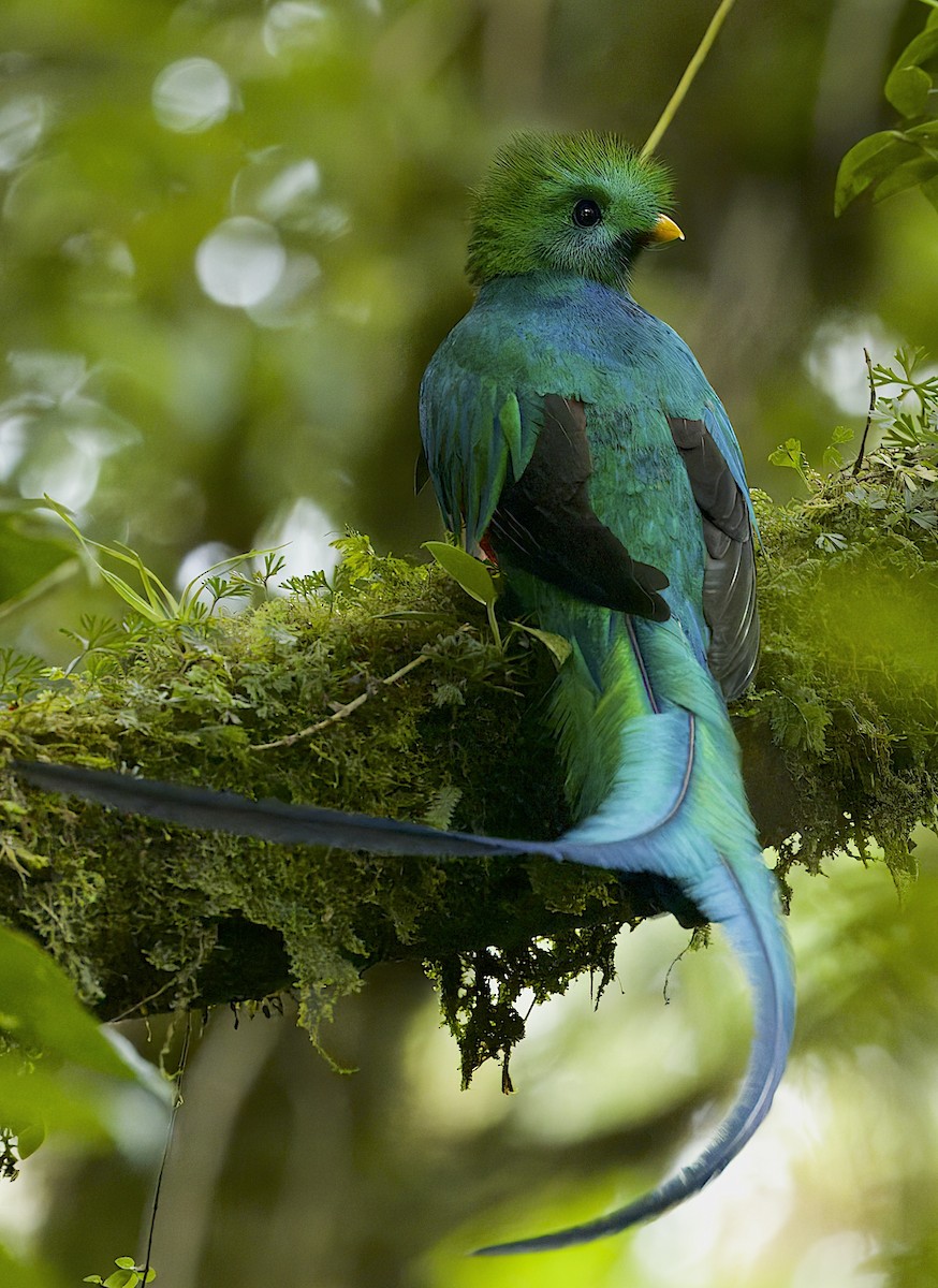 Quetzal Guatemalteco - ML619121369