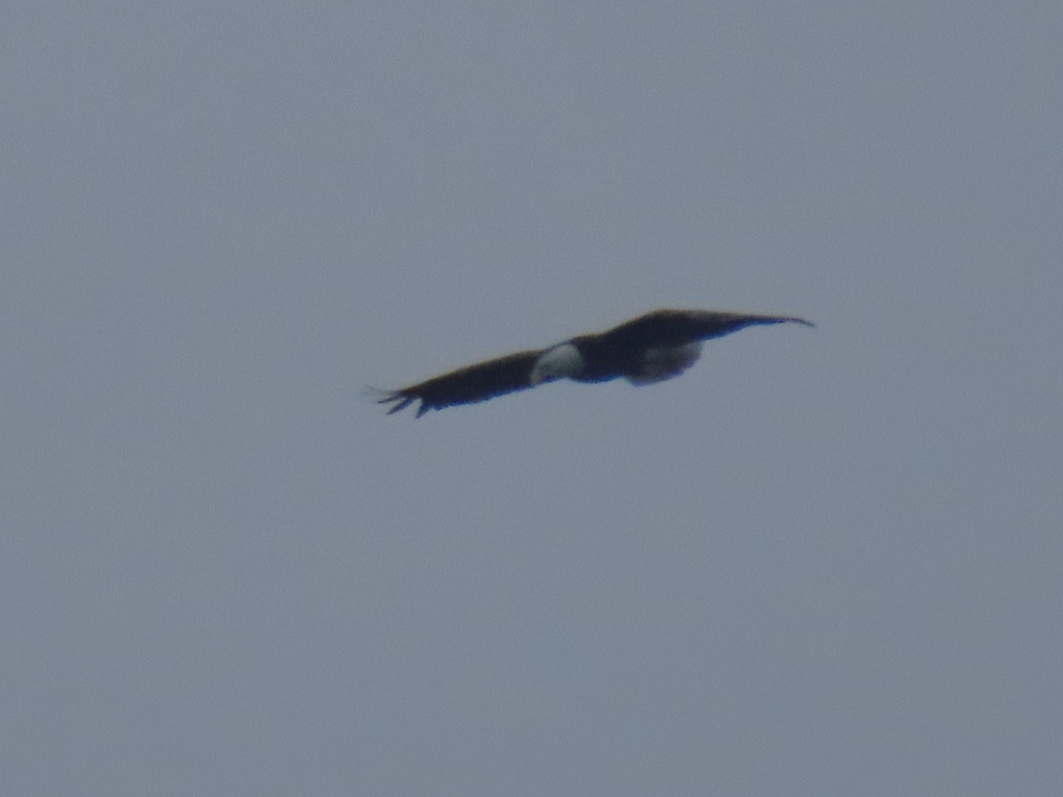 Белоголовый орлан - ML619121423