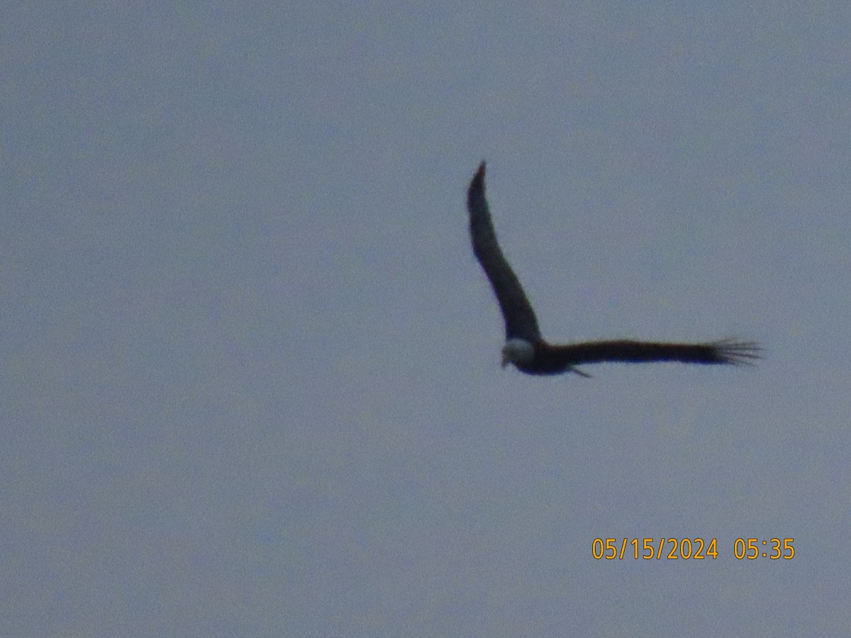 Белоголовый орлан - ML619121424