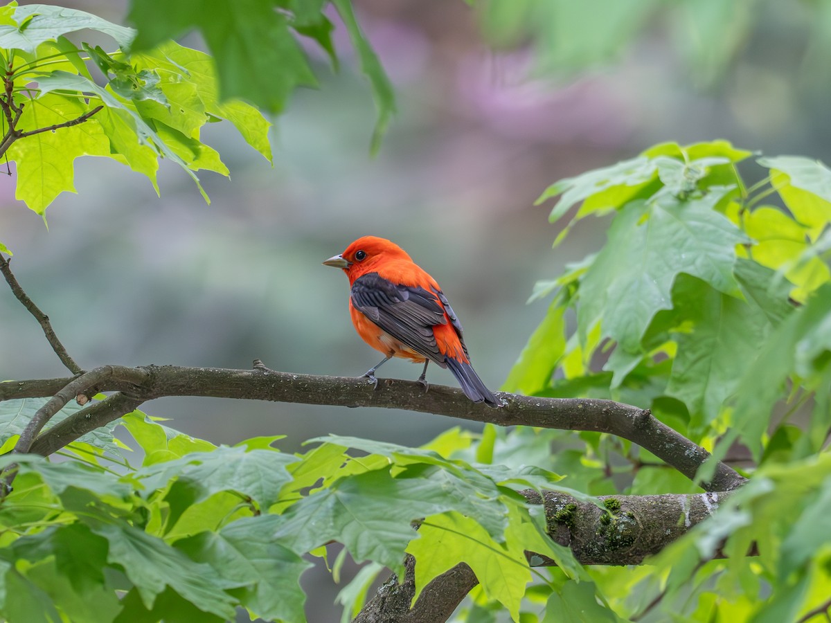 Scarlet Tanager - ML619121430