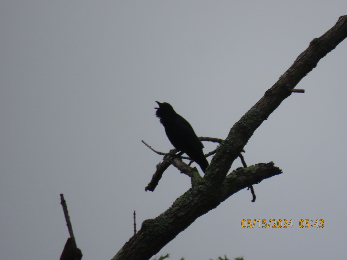 Fish Crow - ML619121435