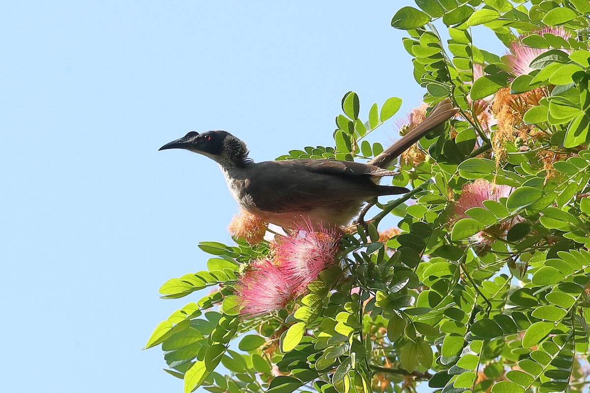 Silver-crowned Friarbird - ML619121563