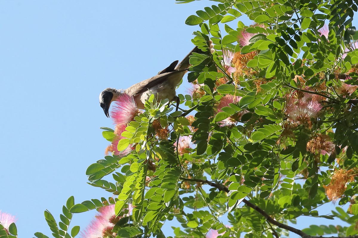 Silver-crowned Friarbird - ML619121564