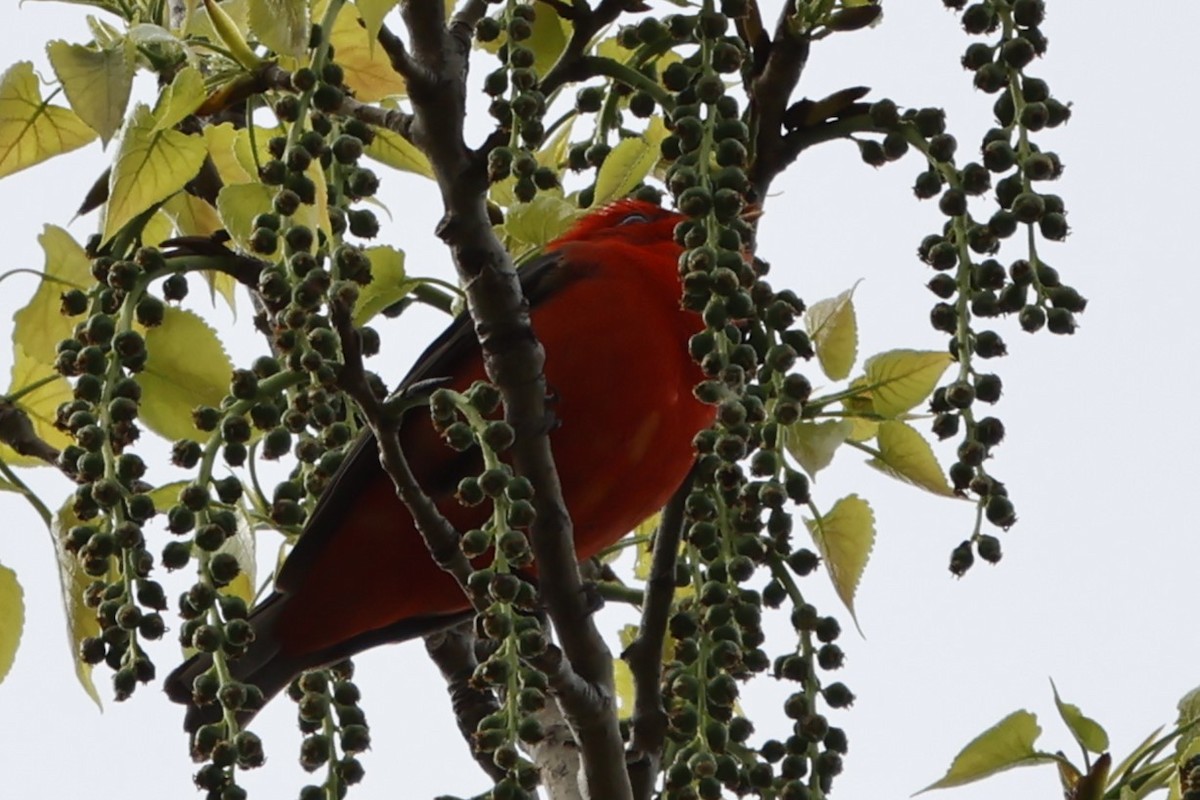 Scarlet Tanager - ML619121565