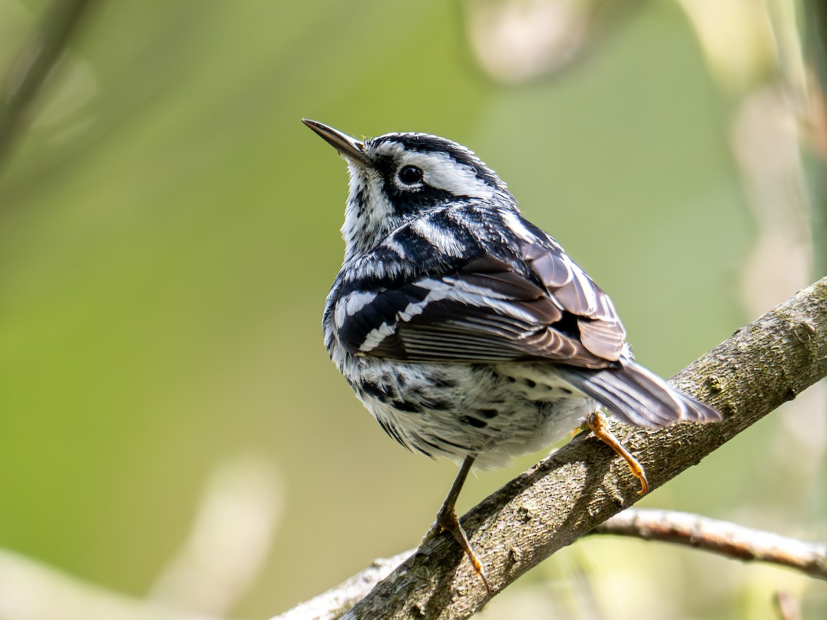Black-and-white Warbler - ML619121580
