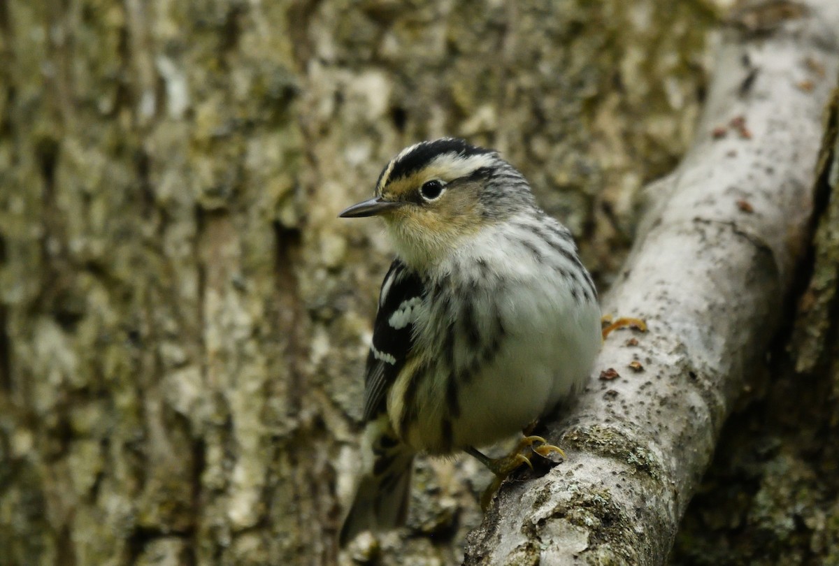 Black-and-white Warbler - ML619121601